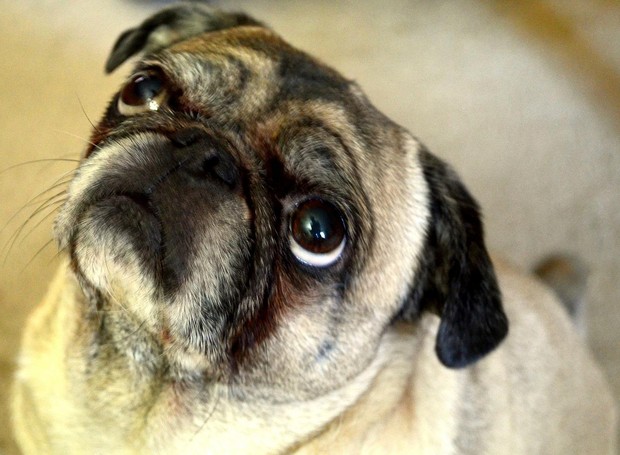 Cães braquicefálicos são mais propensos a sofrerem um traumatismo ocular (Foto: Pixabay / Jwskks5786 / CreativeCommons)