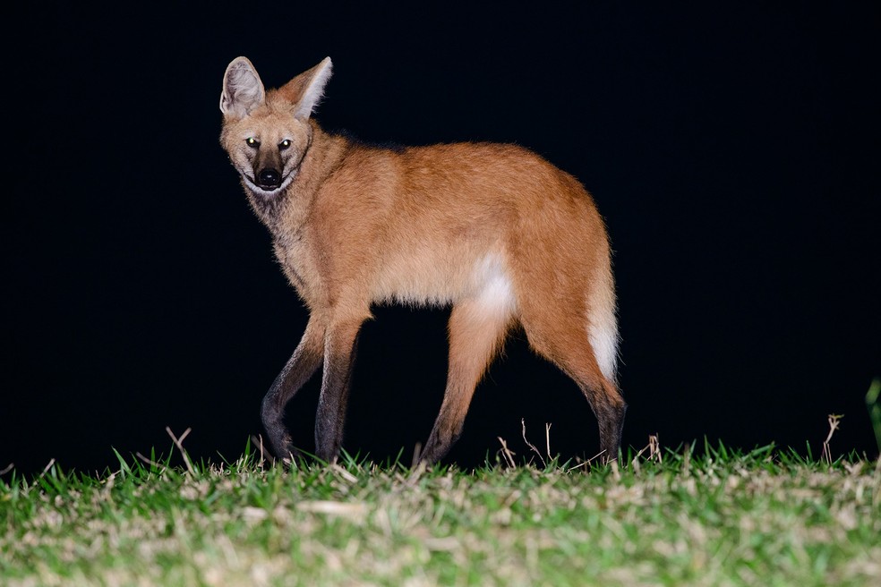 Lobo-guará é uma espécie de hábito solitário que está ameaçada de extinção — Foto: Tiago Degaspari