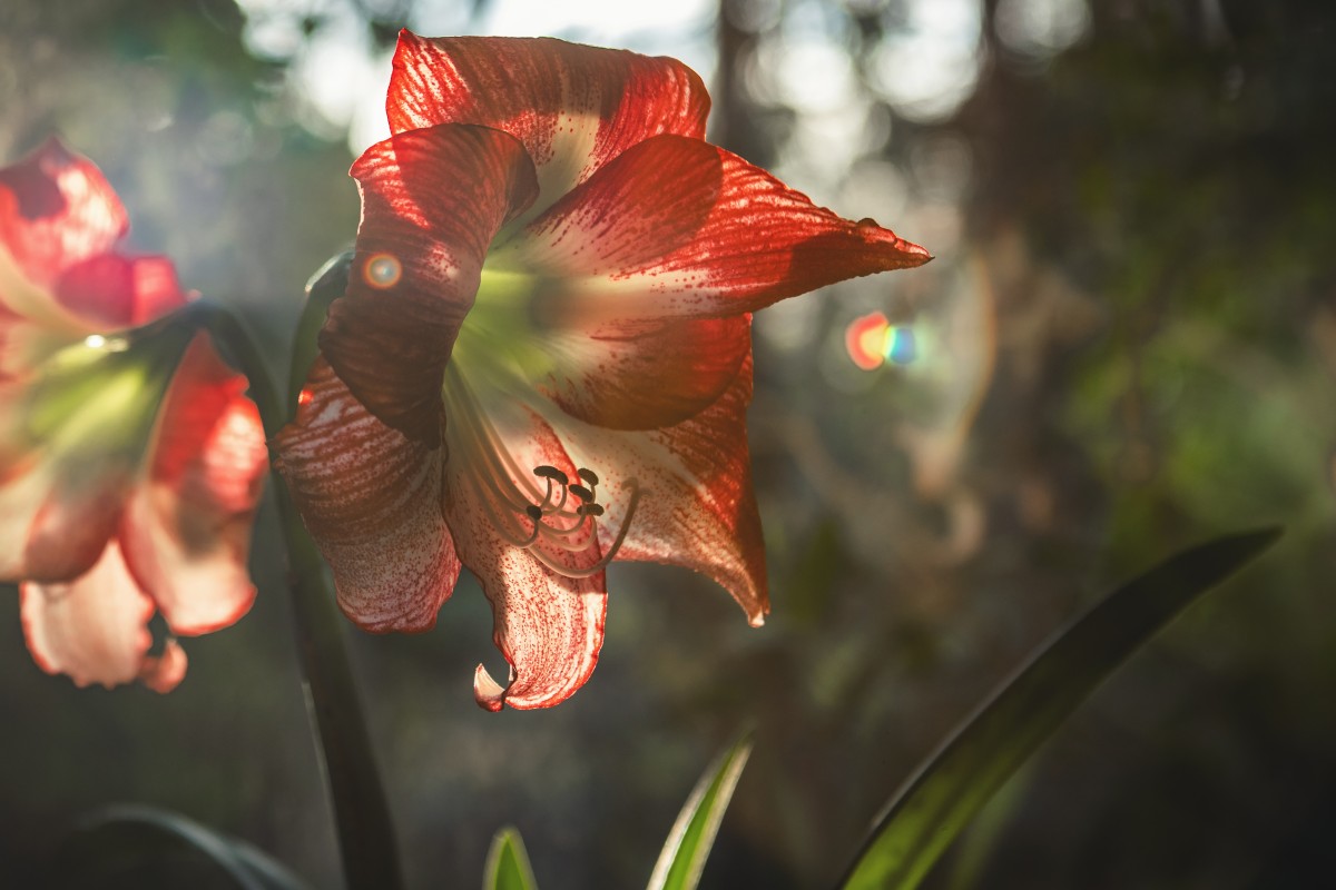 A amarílis é uma flor brasileira super resistente ao clima tropical  (Foto: Unsplash / Tim Mossholder / CreativeCommons)