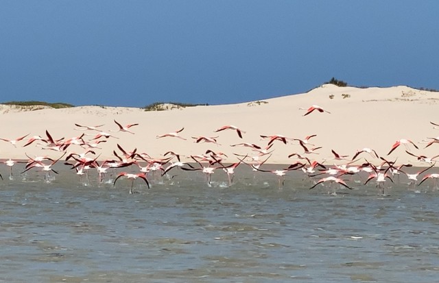 Cores de rosa: o pôr do Sol no Azura e os flamingos em um dos passeios pelo arquipélago (Foto: arquivo pessoal/Camilla Guebur)