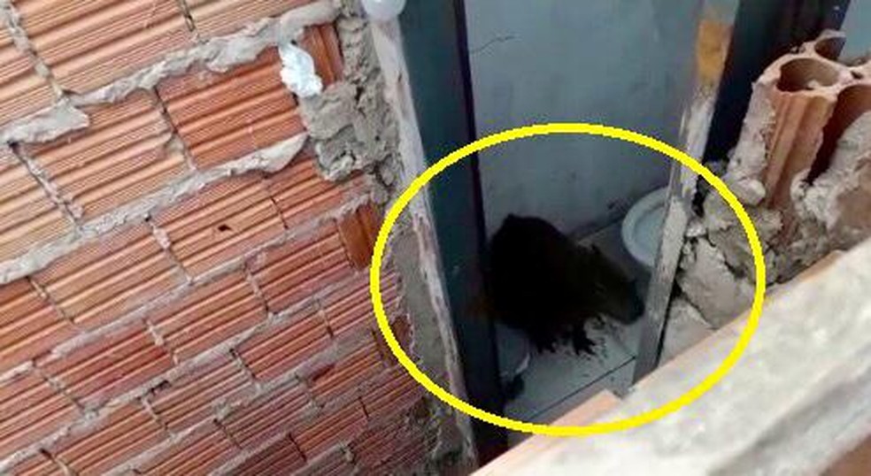 Capivara se esconde em banheiro após arrombar portão de igreja, em Campo Grande. — Foto: Samara de Figueiredo