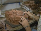 USP recria 'primo' de sapo que parecia jacaré e viveu há 260 milhões de anos