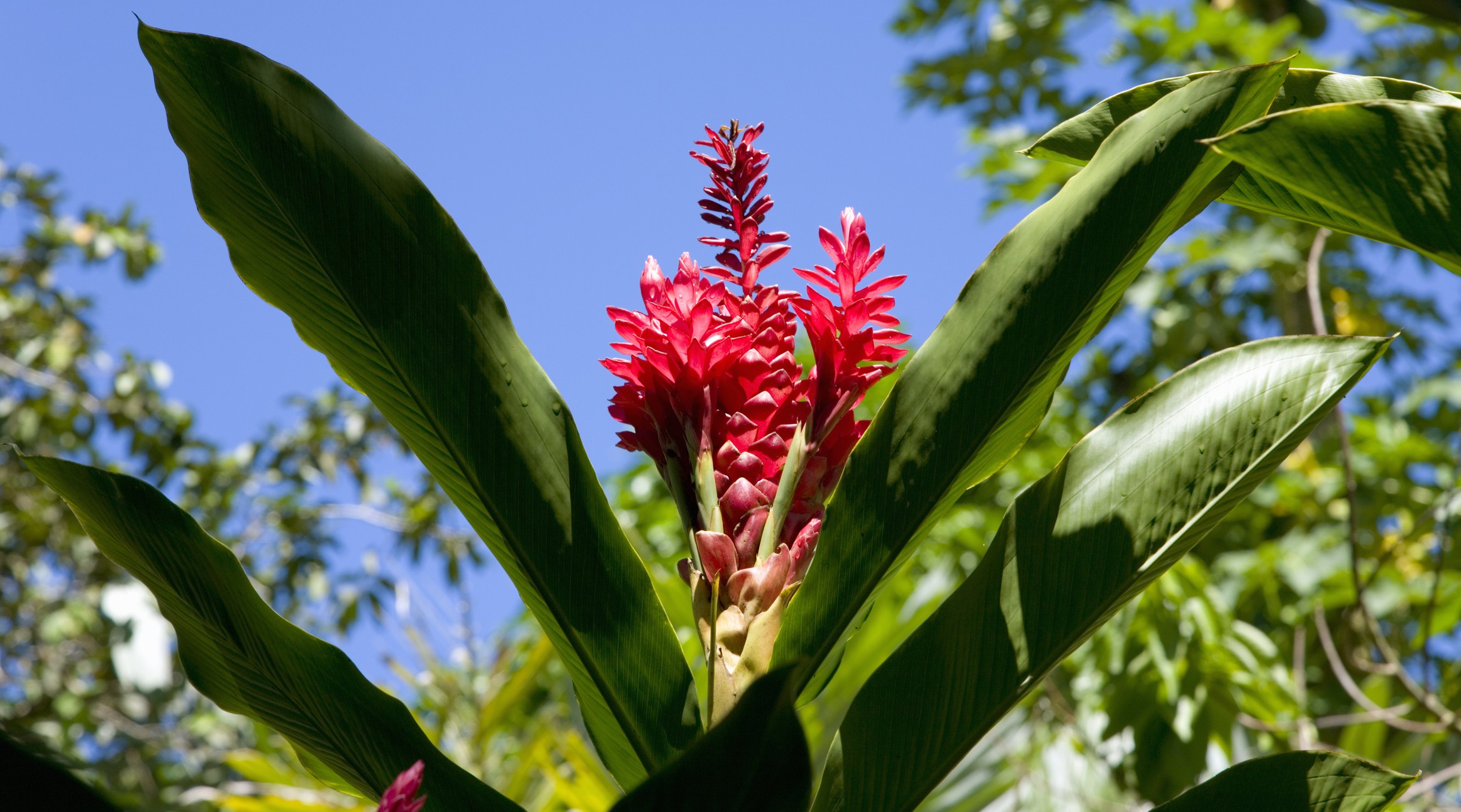 9 flores de corte tropicais que você precisa conhecer (Foto: Getty Images)