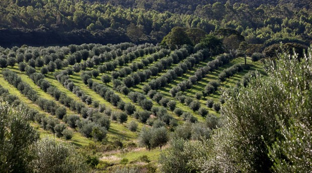 A família destinou 90 hectares da Fazenda Vertentes para plantar 14 mil pés de oliveiras (Foto: Divulgação)
