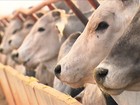 Fazenda investe em técnica para garantir o bem-estar do gado