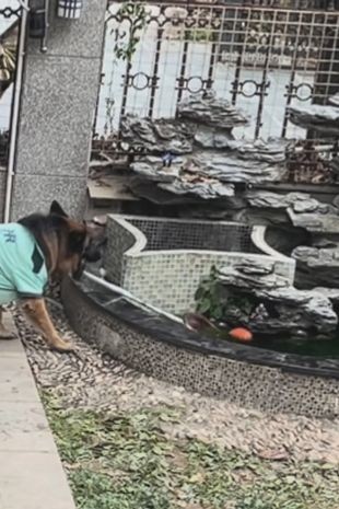 Cachorro resgata brinquedo com rede e impede queda de garoto em lago na China (Foto: Reprodução/Mirror)