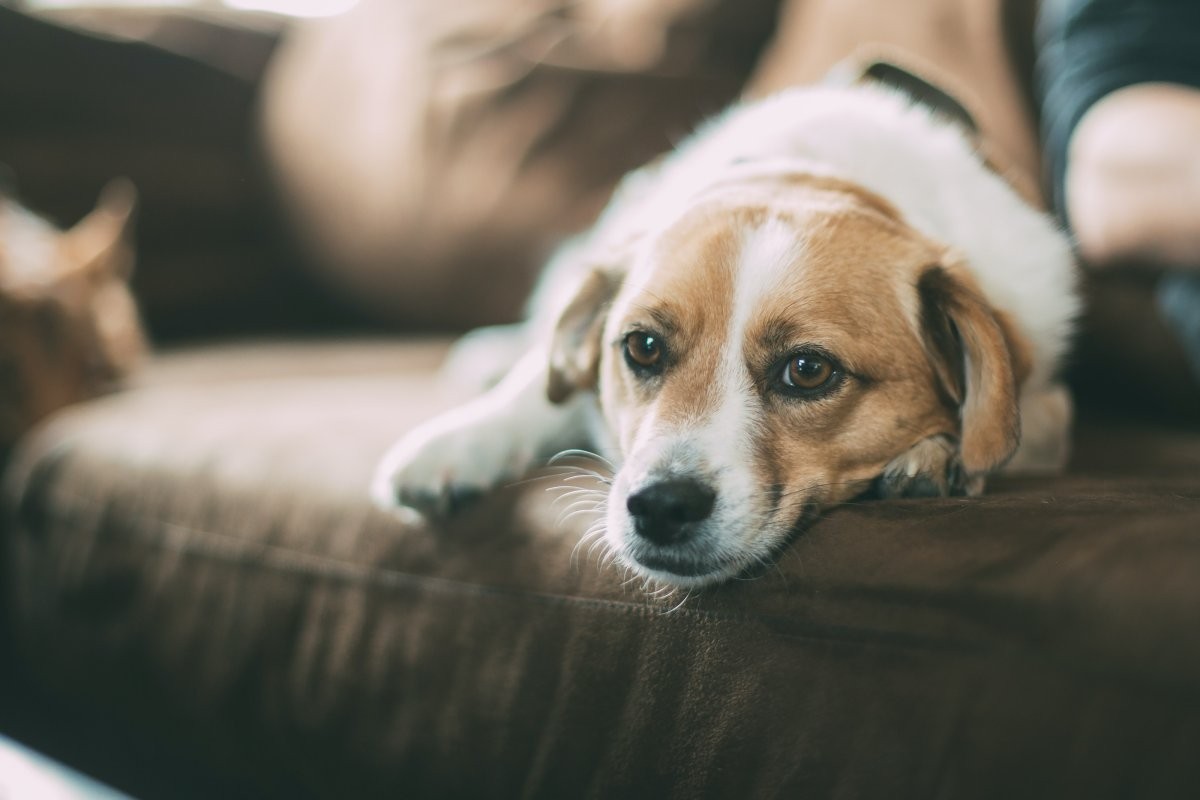 Para retomar a confiança do cão, vale apostar em tempo de qualidade juntos, como passeios, brincadeiras, elogios e petiscos (Foto: Unsplash/ Robert Larsson/ CreativeCommons)