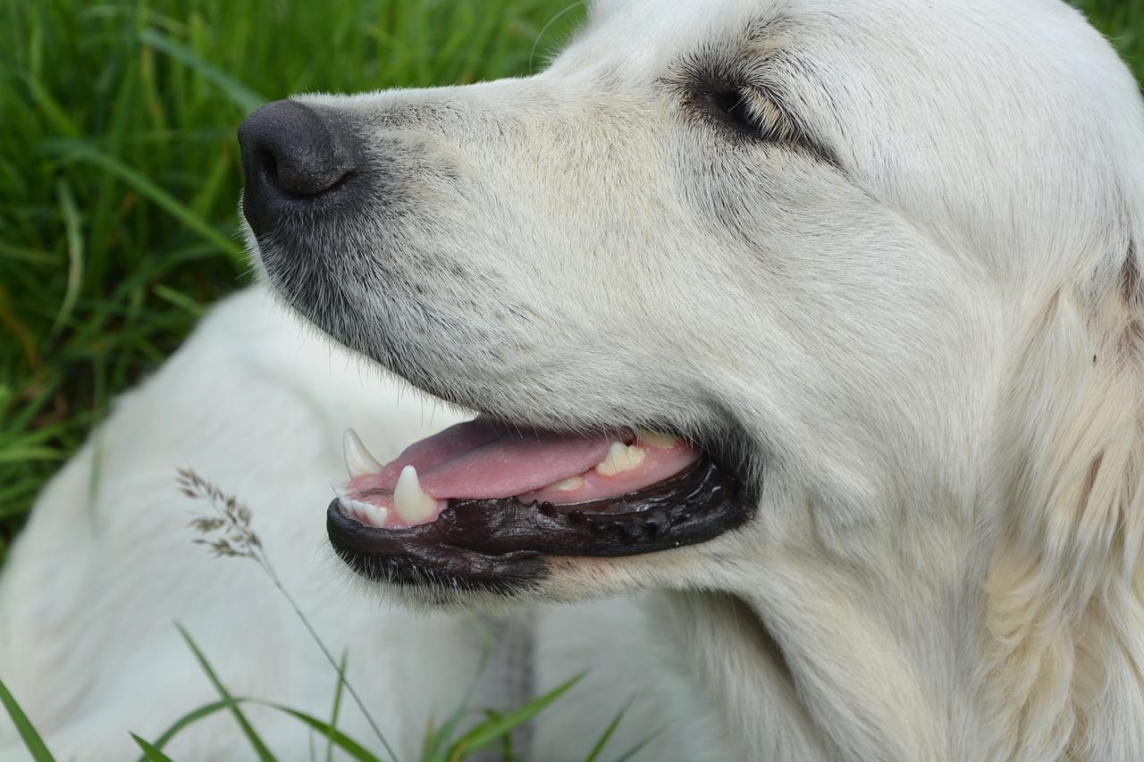 É importante manter a escovação em dia e sempre observar se está tudo bem com a saúde bucal do cão  (Foto: Pixabay/JACLOU-DL/CreativeCommons)