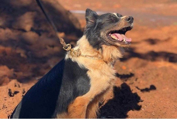 BORDER COLLIE-MG