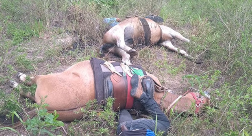 Funcionários de fazenda e cavalos morrem eletrocutados no Pará.  — Foto: Reprodução / Redes sociais