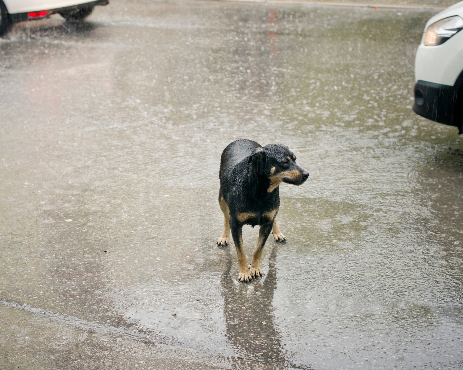 Em Recife, ONGs e protetores de animais tentam salvar bichos da chuva (Foto: Canva / Creative Commoms)