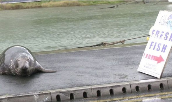 Sammy, a simpática foca que vem fazendo a alegria dos moradores de Wicklow City (Foto: Reprodução)