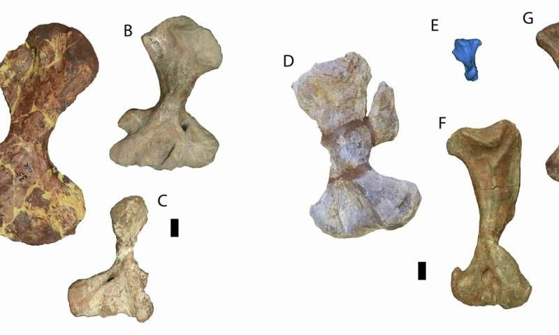Os três ossos na direita são de Pelycosaurias e os outros à esquerda são de Therapsida (Foto: Museu Field de História Natural de Chicago)