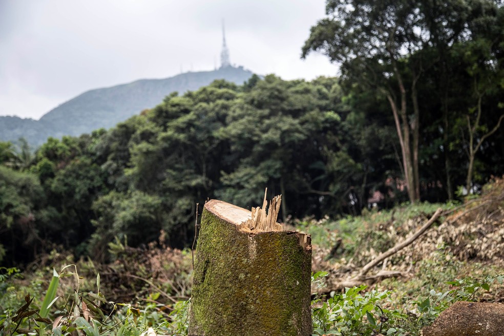 Pico do Jaraguá ao fundo com árvore de mata nativa cortada no terreno na Zona Norte de SP — Foto: Pedro Biava/Divulgação