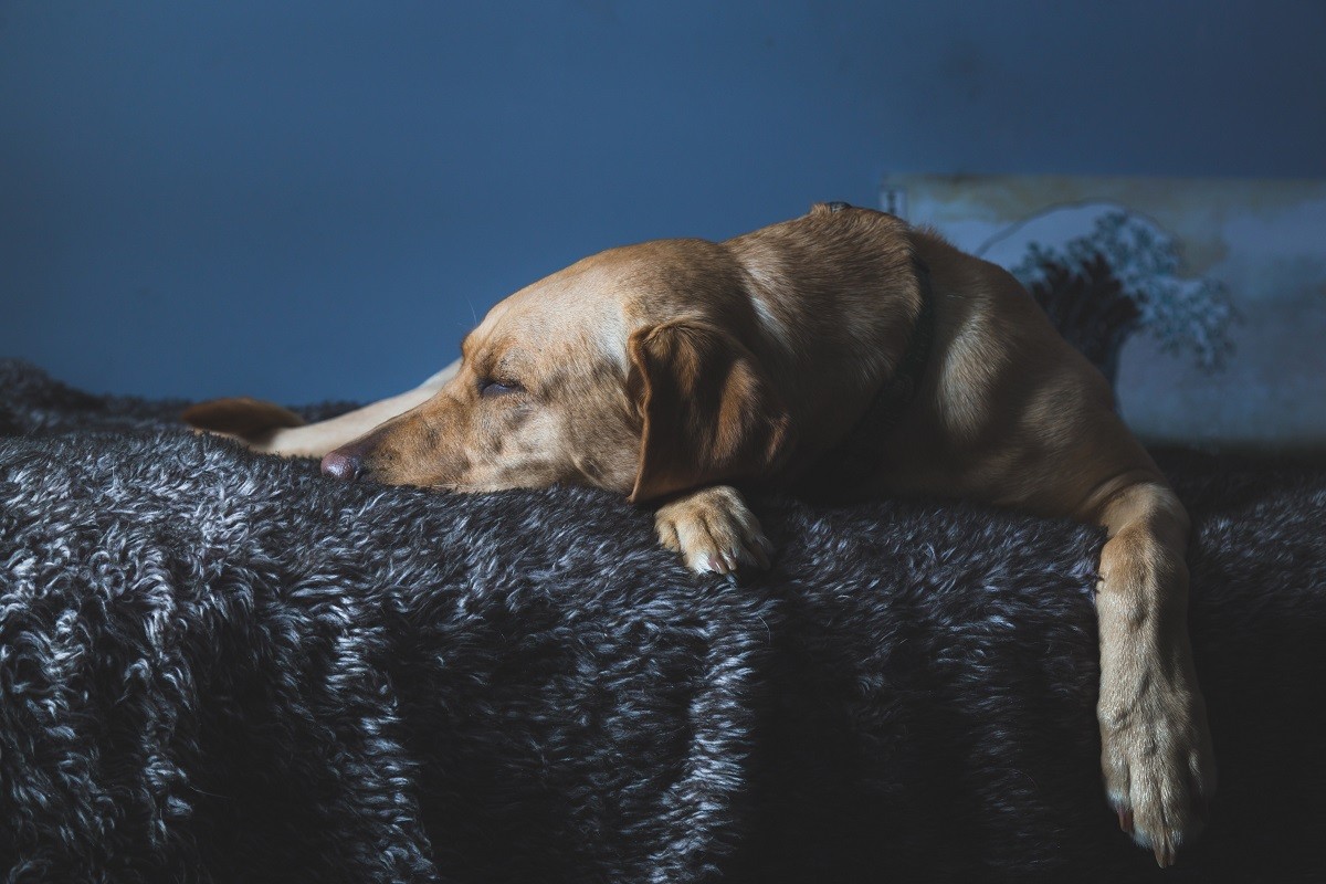 Os humanos e os cachorros se sentem mais seguros quando dormem juntos  (Foto: Pexels/ Travis Rupert/ CreativeCommons)
