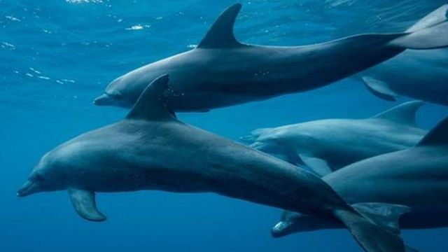 Os sons dos golfinhos-nariz-de-garrafa podem ser detectados por outros golfinhos a mais de 20 km de distância, mas são afetados pela poluição sonora oceânica (Foto: A. ROSENFELD/GETTY IMAGES)