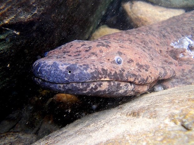 Salamandra-gigante-da-china - Andrias davidianus (Foto: Wikimedia Commons / CreativeCommons)