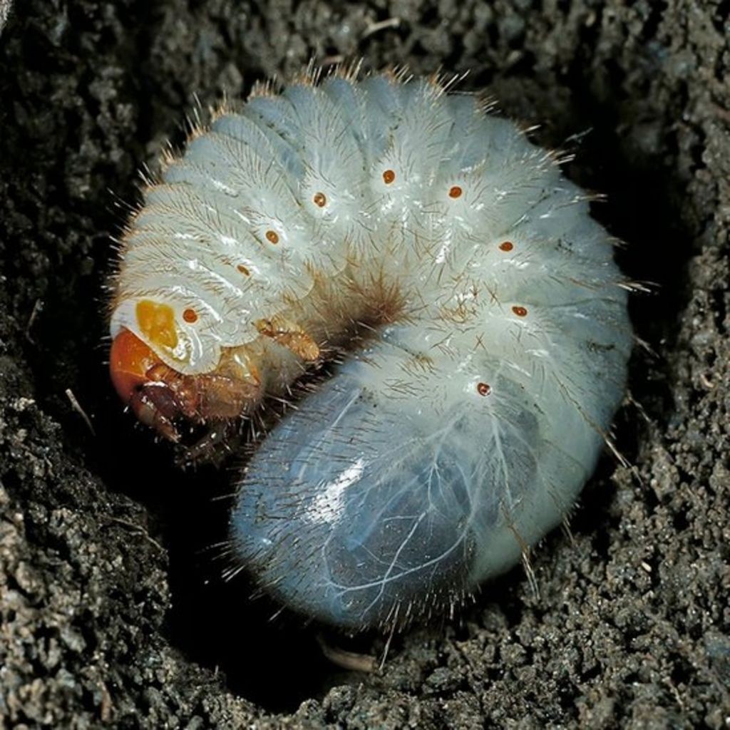 As larvas de besouros emitem uma canção estridente rangendo as mandíbulas, talvez para indicar sua presença para outras larvas próximas. (Foto: Getty Images via BBC News Brasil)