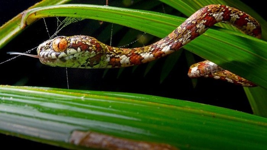 A cobra comedora de caracóis DiCaprio ( Sibon irmelindicaprioae ) é a mais rara dessas espécies de cobras recém-descobertas.