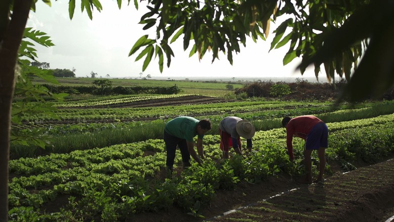 agricultura-documentário (Foto: Divulgação)