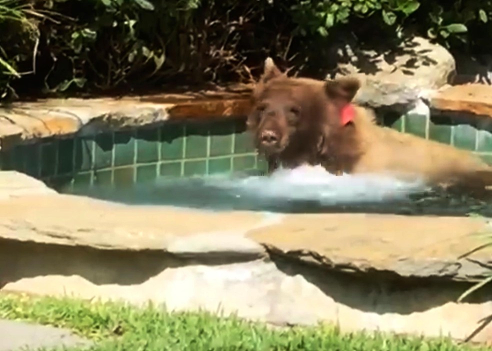 Urso Assusta Morador E Toma Banho Em Piscina Aquecida Na California Planeta Bizarro G1