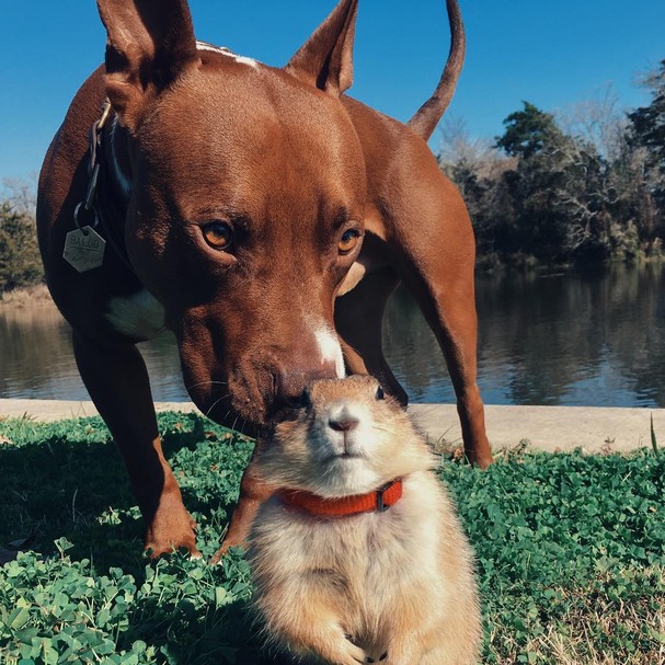 10 Perfis De Animais Fofinhos Para Seguir No Instagram Revista Glamour Lifestyle Imagens livre papel de parede. 10 perfis de animais fofinhos para
