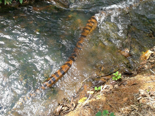 G1 - No AC, cobra colorida é encontrada em quintal e impressiona moradora -  notícias em Acre