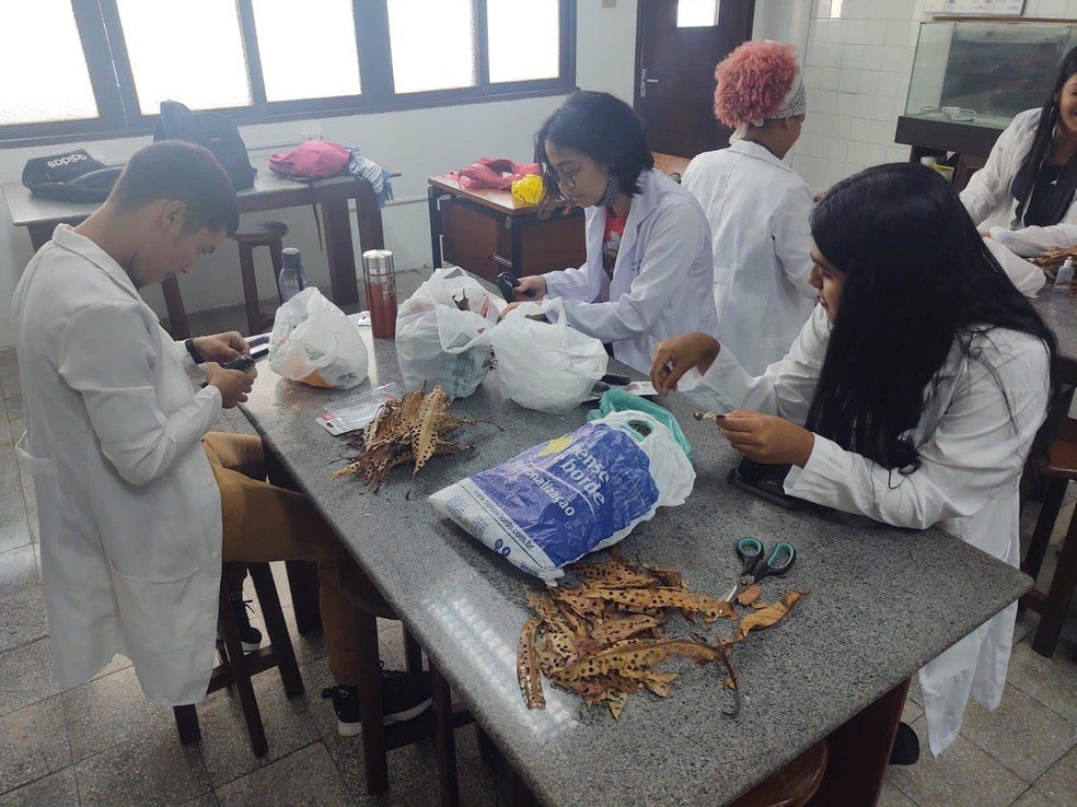 Alunos transformam folhas secas em confetes para o carnaval de Olinda — Foto: Faculdade Frasinnetti/Divulgação 
