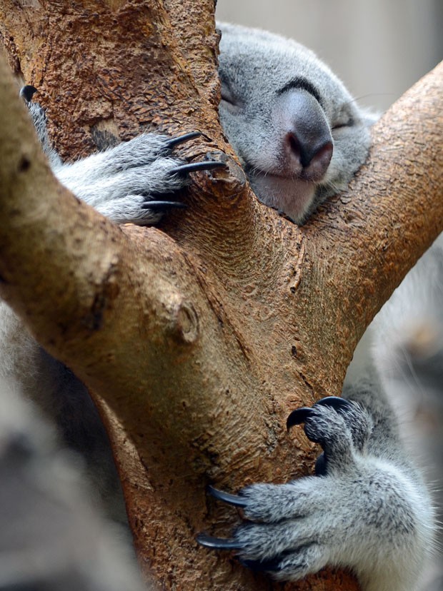 Um coala foi fotografado nesta quinta-feira (1) dormindo abraçado a uma árvore no zoológico de Duisburg, na Alemanha (Foto: Horst Ossinger/AFP)