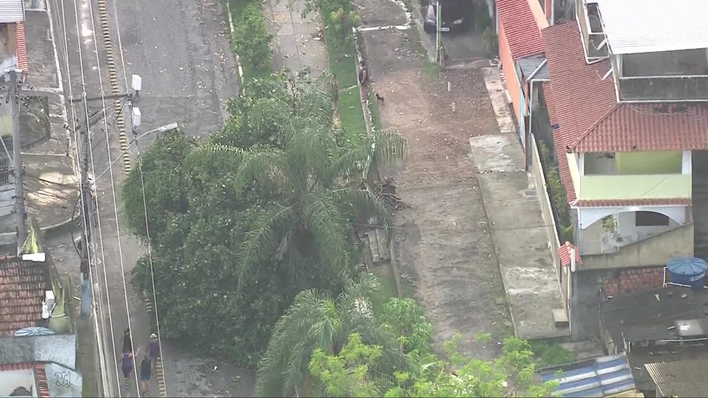 Queda de árvore ocupa faixa de rua em São Gonçalo, na Região Metropolitana do Rio de Janeiro — Foto: Reprodução/ TV Globo