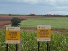 Dilma visita Ribeirão Preto para lançar primeiro trecho de etanolduto