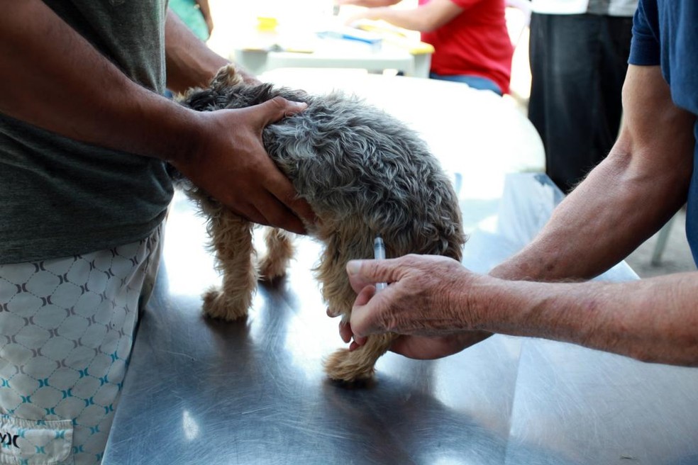 Vacina será aplicada em cães sadios — Foto: Susan Hortas/Divulgação - Prefeitura de Santos