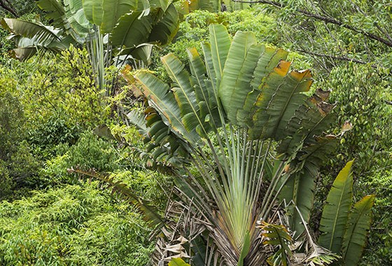 Raizes & Folhas - A Ravenala (Ravenala madagascariensis) é