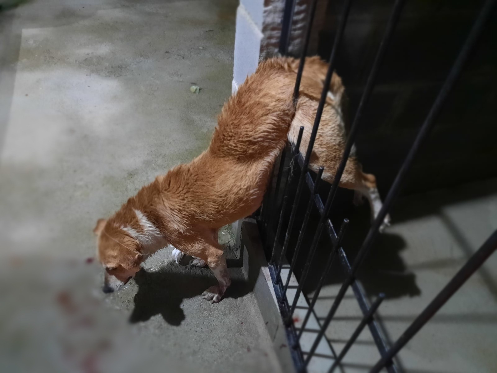 Cachorro tem barriga perfurada em portão ao se assustar com trovões em Barbacena
