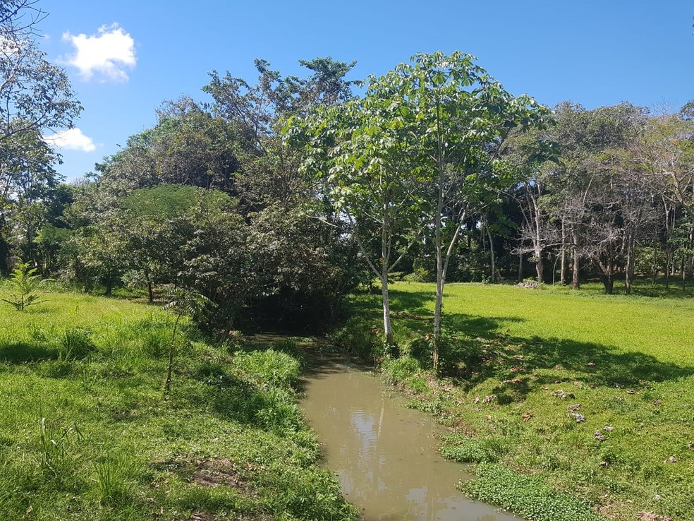 Após incêndio, parque Capitão Ciríaco passa por reflorestamento com suporte técnico da Embrapa em Rio Branco — Foto: Arquivo/Embrapa