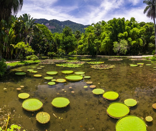 Giant Amazonian Victoria water lily pads growing in a pond in the botanic gardens in Rio de Janeiro Brazil (Foto: Getty Images)