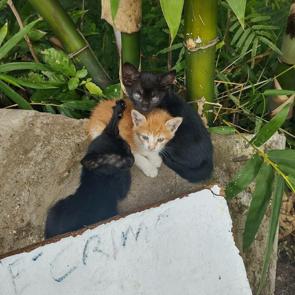 Projeto voluntário localiza mais de 100 gatos abandonados em um mês às margens de rio em Teresina  — Foto: Reprodução/Instagram