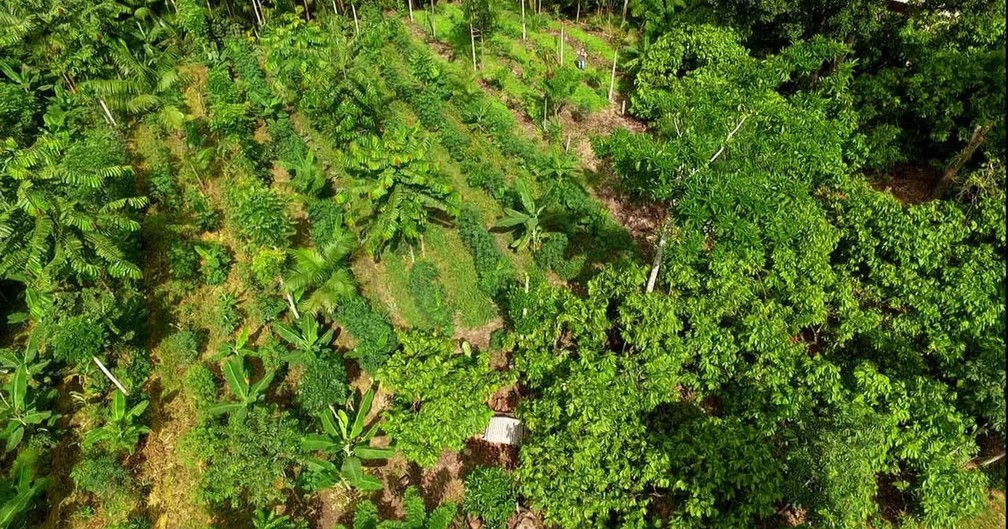 Para especialistas, a economia vegetariana só irá acontecer se os países adotarem essa política gradualmente — Foto: Globo Rural/Reprodução