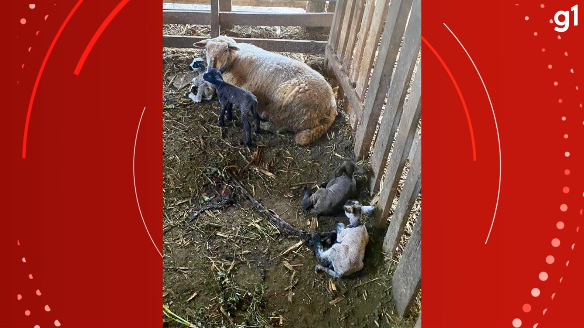 Ovelha dá à luz quatro cordeiros; 'Parto atípico', diz Emater