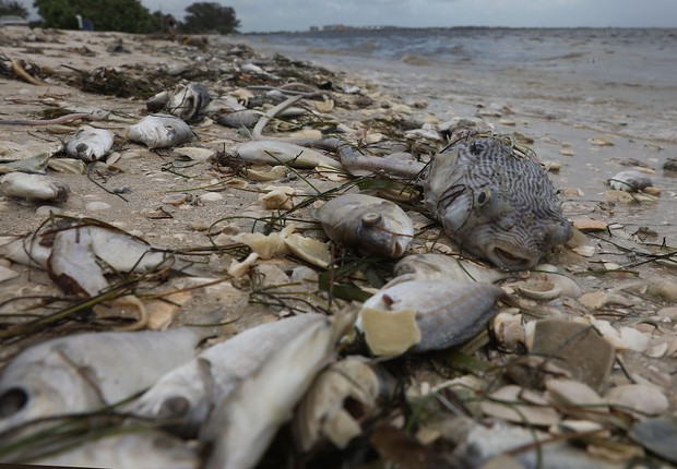 Peixes mortos estão se acumulando no litoral da Flórida devido à maré vermelha. Cientistas ainda não sabem qual a melhor forma de combater o fenômeno (Foto: Joe Raedle/Getty Images)