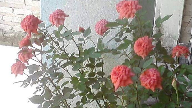 gr-responde-rosa-flor (Foto: Carla Santana/ Arquivo Pessoal)