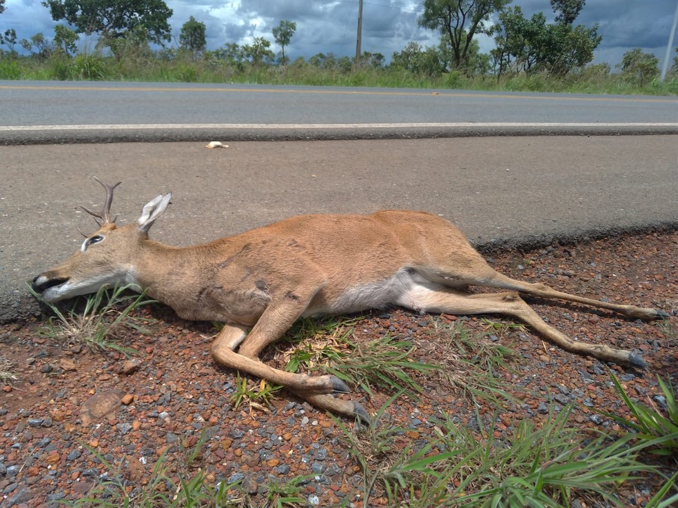 Veado Campeiro E Morto Na Df 001 Especie E Considerada Rara Distrito Federal G1