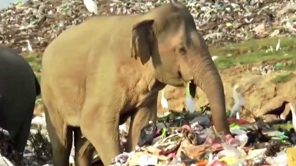 As imagens chocaram ambientalistas — Foto: Reuters via BBC