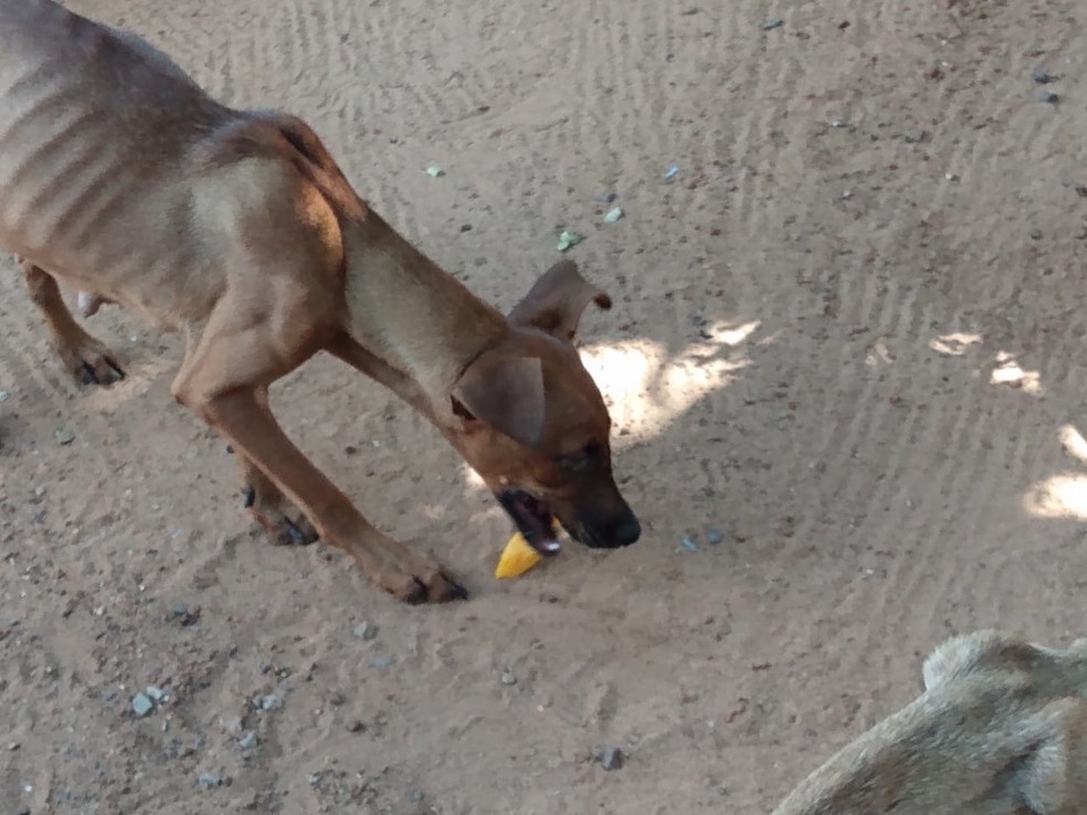 Alguns dos cachorros resgatados em Tupã apresentavam magreza extrema e estavam em um cômodo do imóvel sem limpeza, iluminação e água — Foto: Polícia Ambiental/Divulgação