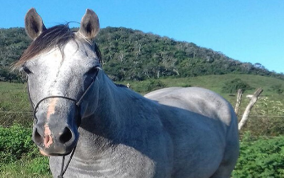 Proprietário do cavalo fotografou o animal no sítio (Foto: Wiliams Francisco)