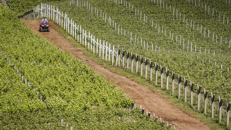 vinícola-vinho-pomar-vinicola-trator-máquina (Foto: Marcelo Curia/Ed. Globo )