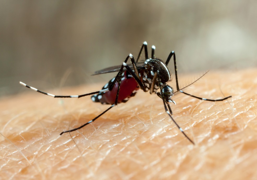 O mosquito Aedes aegypti é o transmissor da dengue — Foto: Freepik