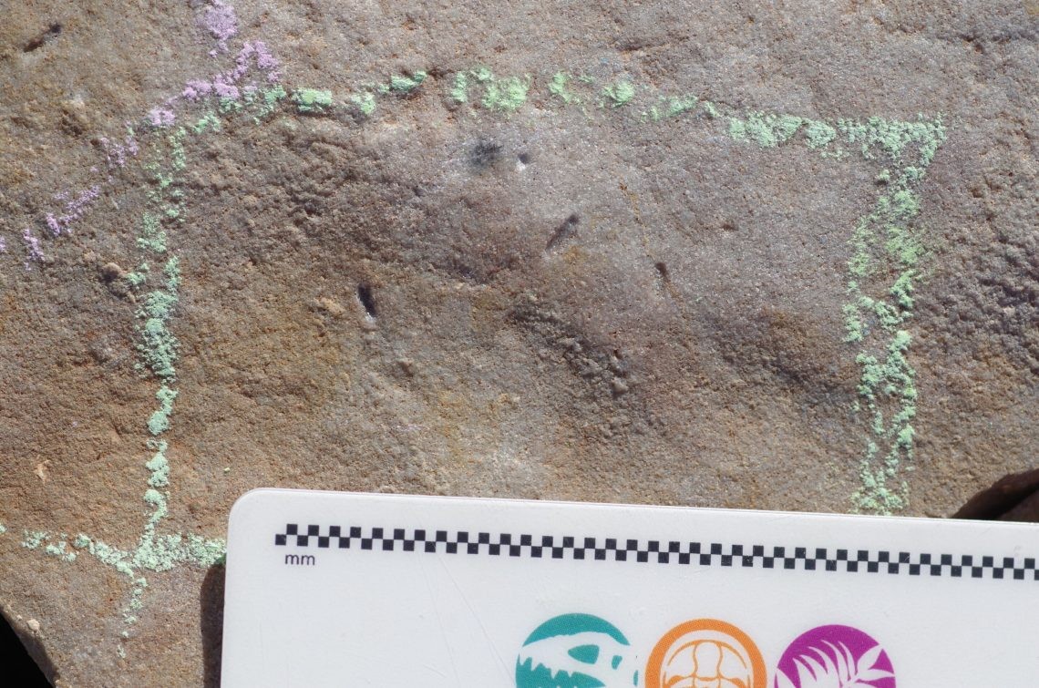 Impressões de Ikaria wariootia em pedra encontradas pelos geólogos (Foto: Reprodução)