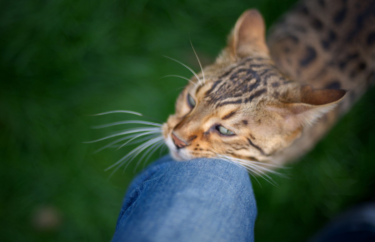 Gatos costumam roçar algumas áreas do corpo para marcar seus tutores com seu odor (Foto: Canva / Creative Commoms)