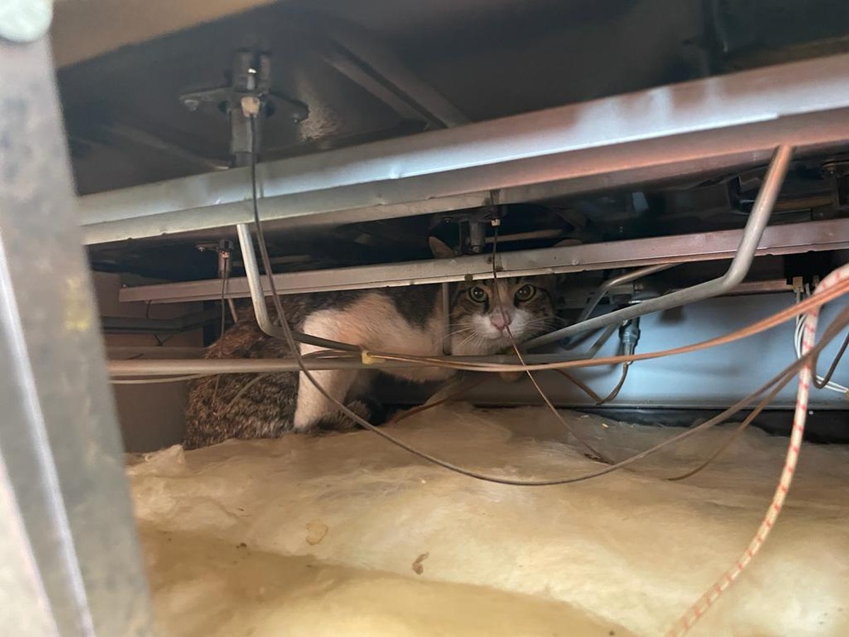 Gato é resgatado pelos Bombeiros após ficar preso dentro de fogão 